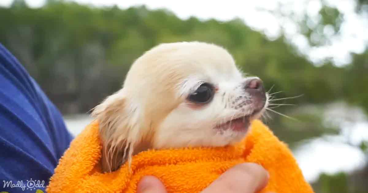 Tiny Chihuahua