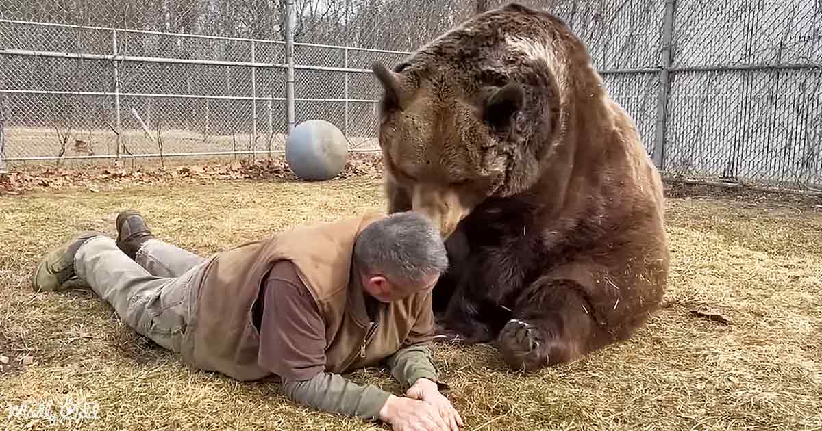 Man and big brown bear