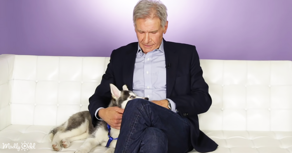 Harrison Ford and Husky