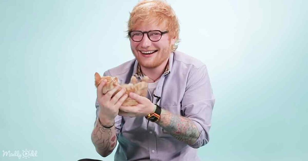 Ed Sheeran and kitten