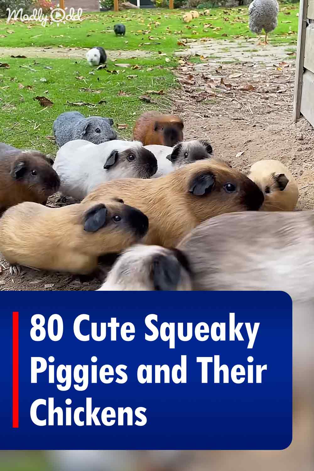 80 Cute Squeaky Piggies and Their Chickens
