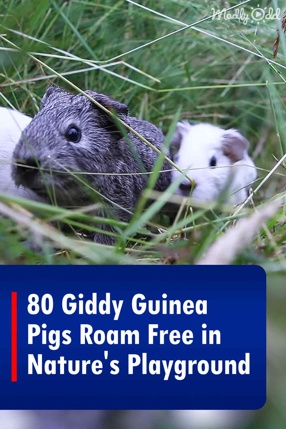 80 Giddy Guinea Pigs Roam Free in Nature\'s Playground