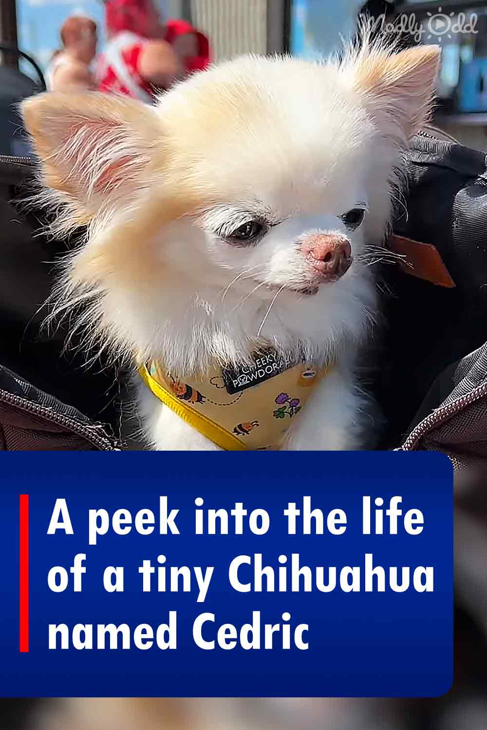 A peek into the life of a tiny Chihuahua named Cedric