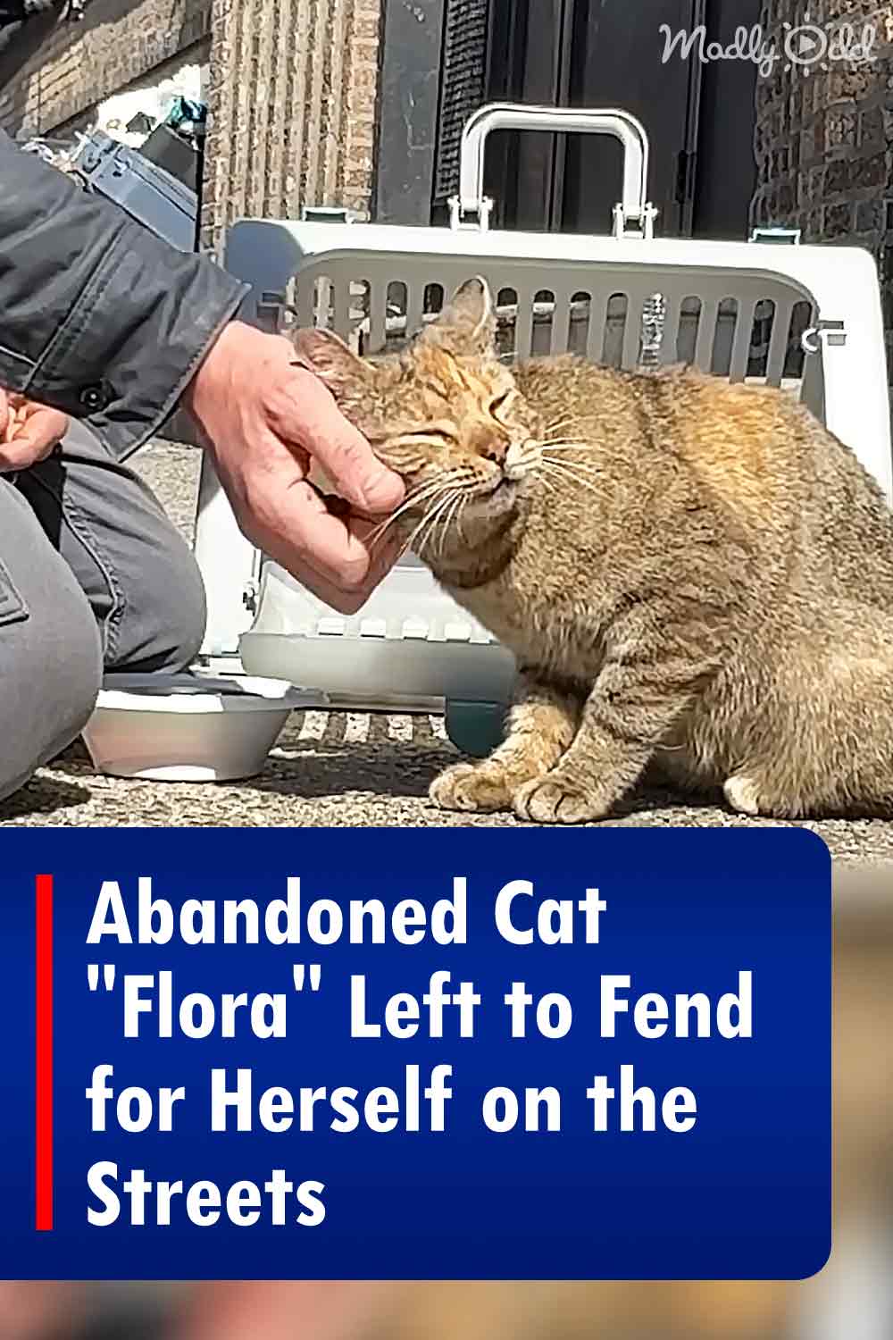 Abandoned Cat \