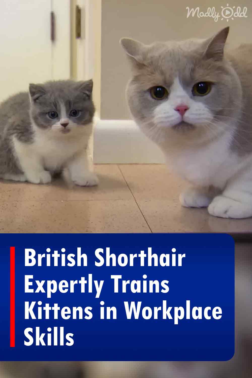 British Shorthair Expertly Trains Kittens in Workplace Skills