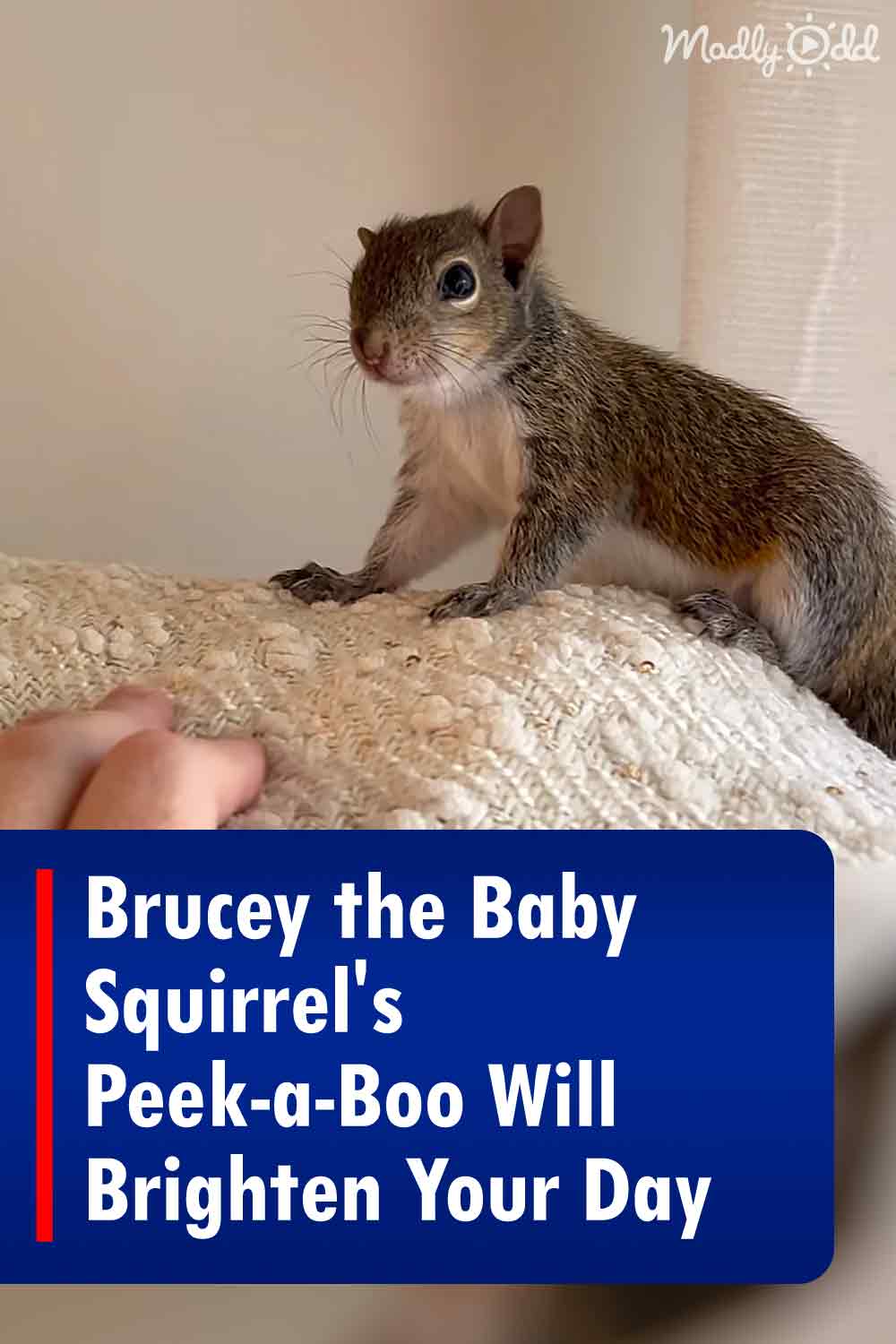 Brucey the Baby Squirrel\'s Peek-a-Boo Will Brighten Your Day