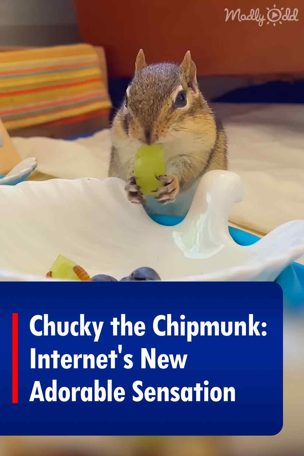 Chucky the Chipmunk: Internet\'s New Adorable Sensation
