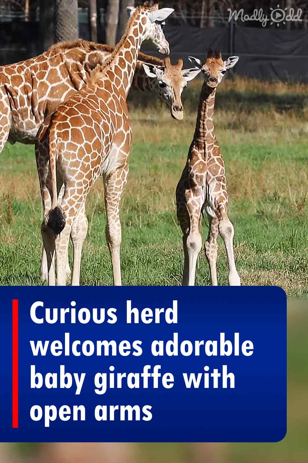 Curious herd welcomes adorable baby giraffe with open arms
