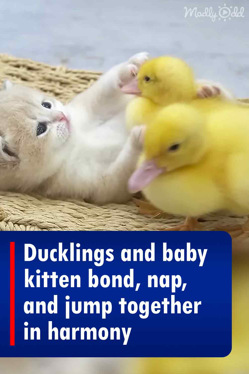 Ducklings and baby kitten bond, nap, and jump together in harmony