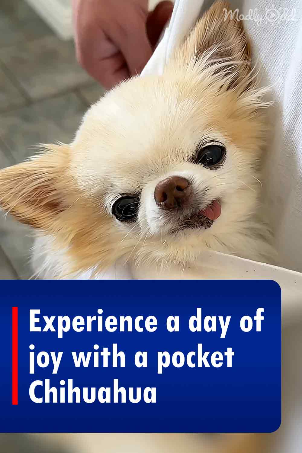 Experience a day of joy with a pocket Chihuahua