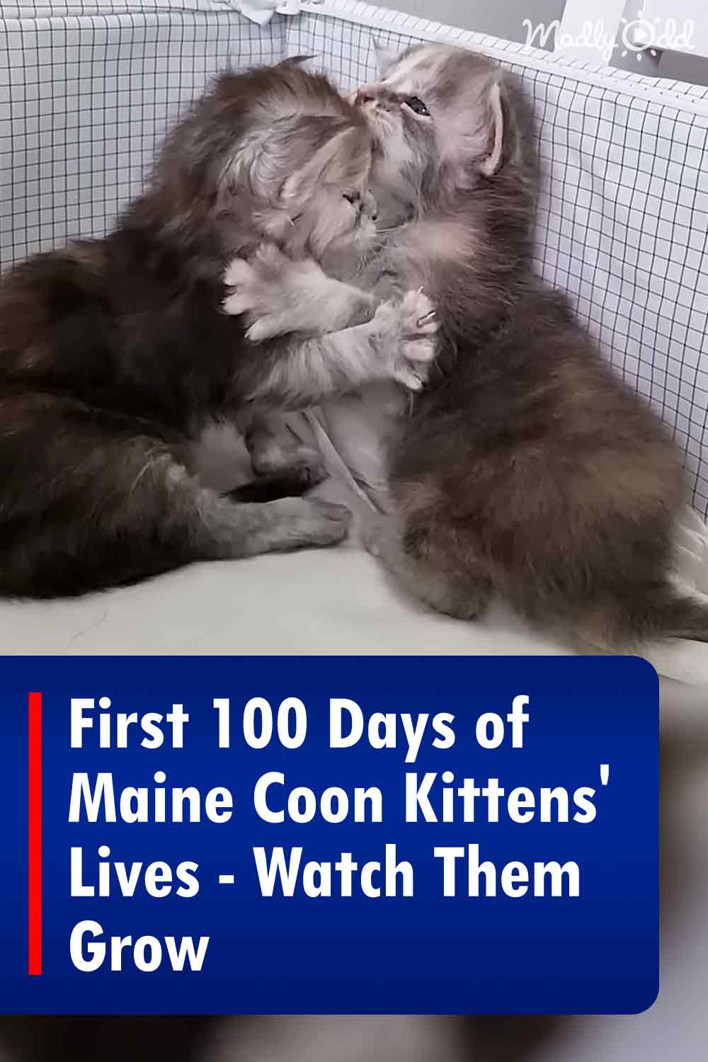 First 100 Days of Maine Coon Kittens\' Lives - Watch Them Grow