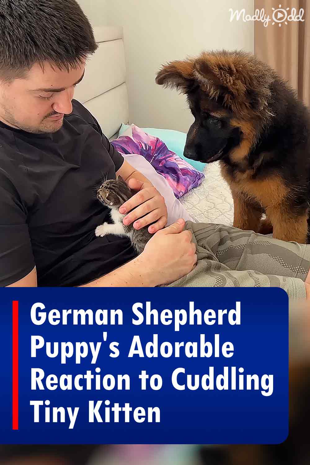 German Shepherd Puppy\'s Adorable Reaction to Cuddling Tiny Kitten