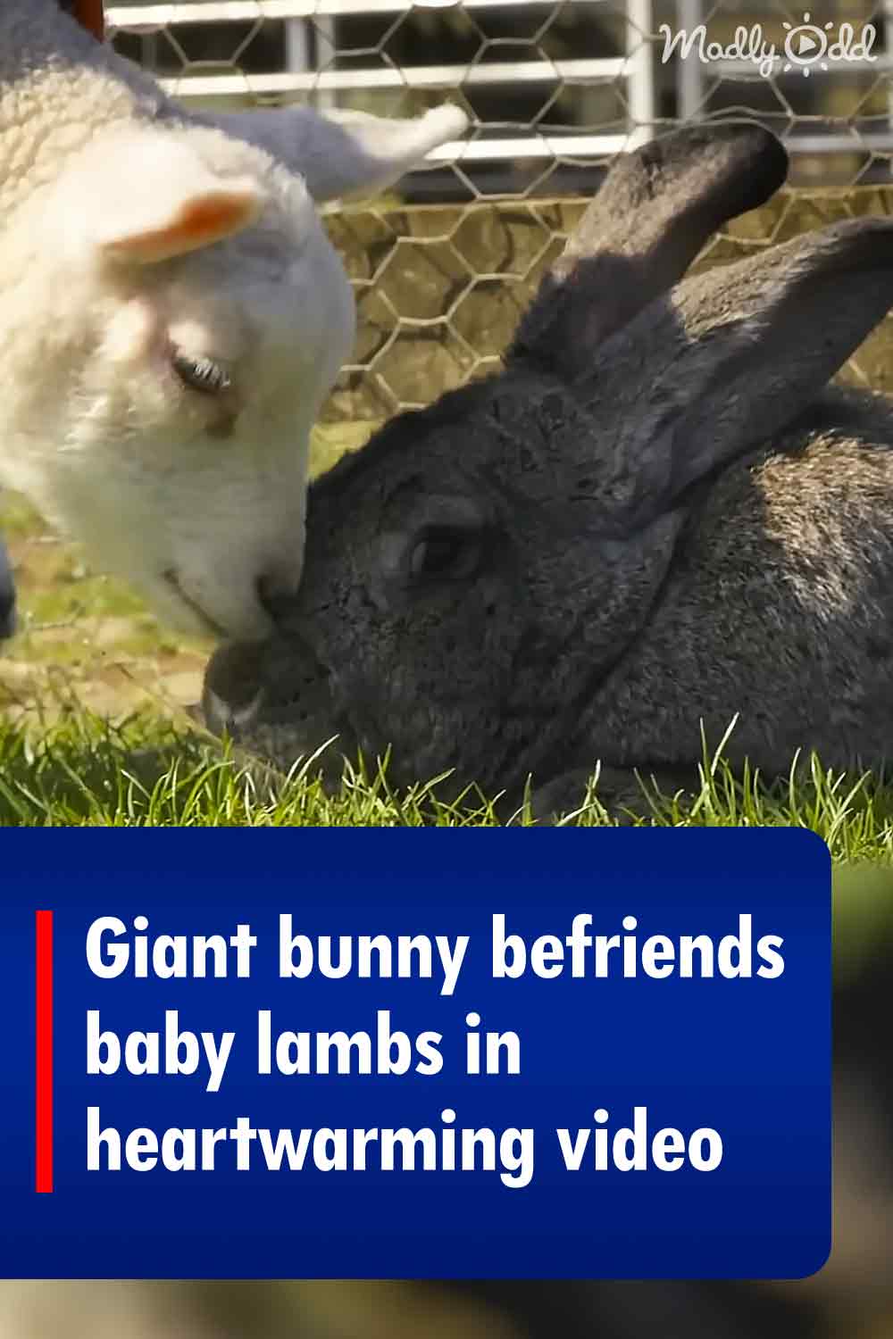 Giant bunny befriends baby lambs in heartwarming video