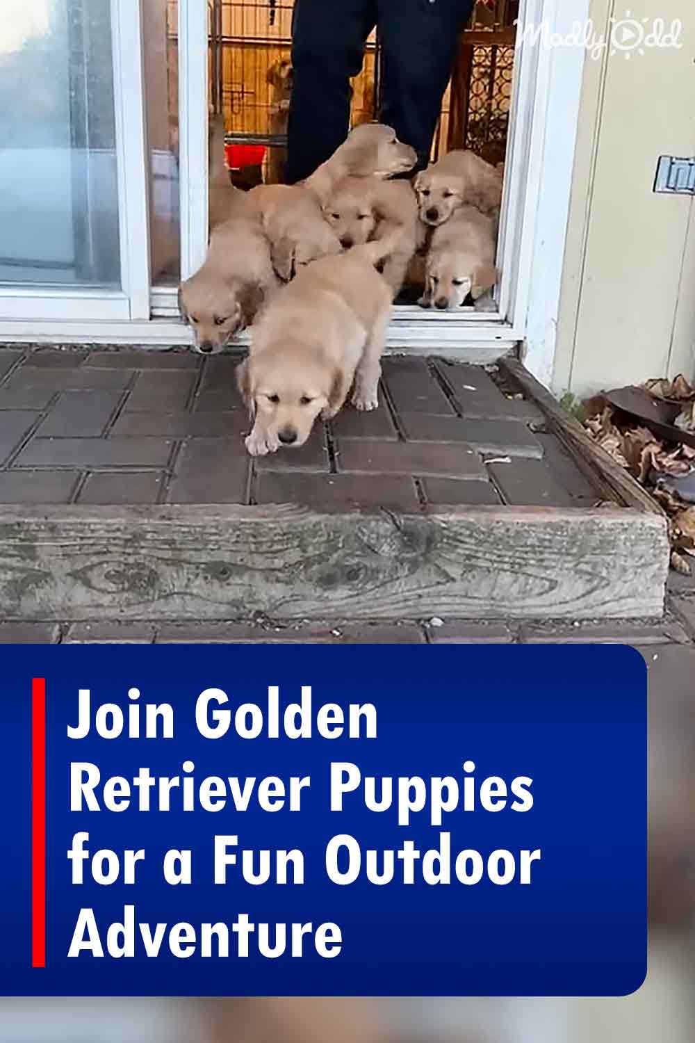 Join Golden Retriever Puppies for a Fun Outdoor Adventure