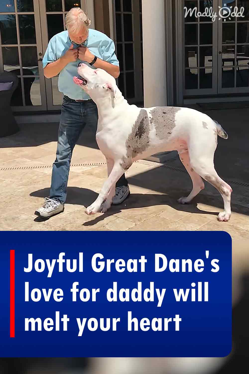 Joyful Great Dane\'s love for daddy will melt your heart
