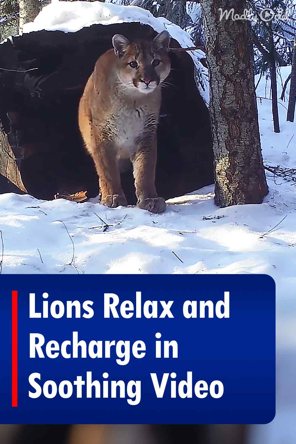 Lions Relax and Recharge in Soothing Video