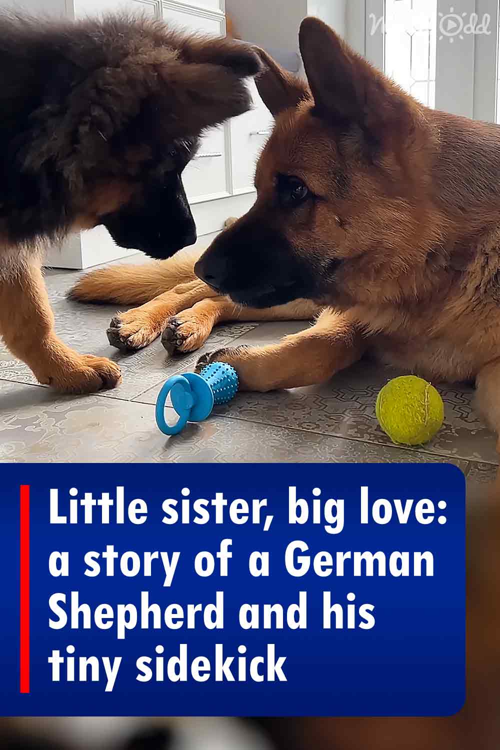 Little sister, big love: a story of a German Shepherd and his tiny sidekick