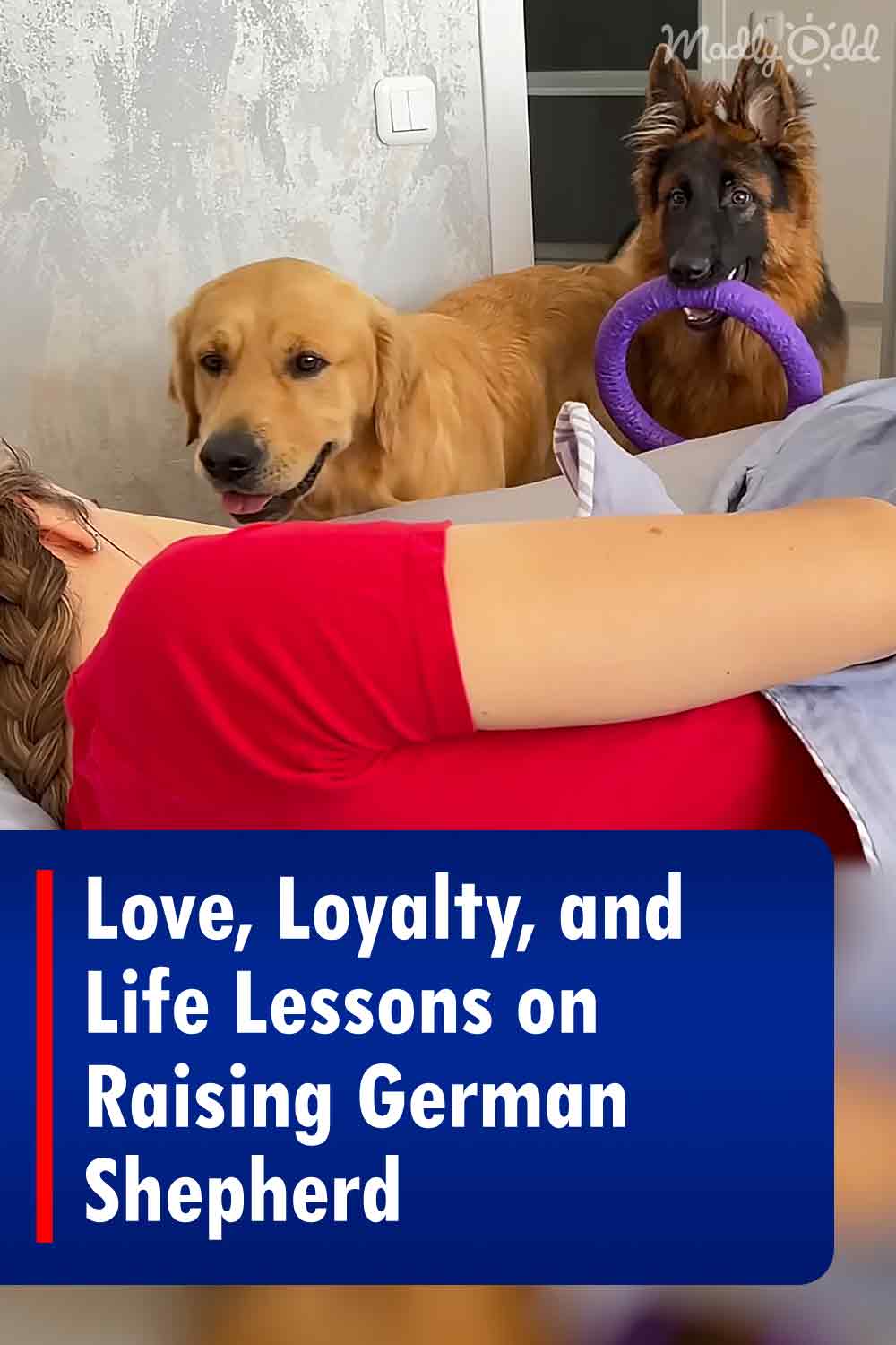 Love, Loyalty, and Life Lessons on Raising German Shepherd