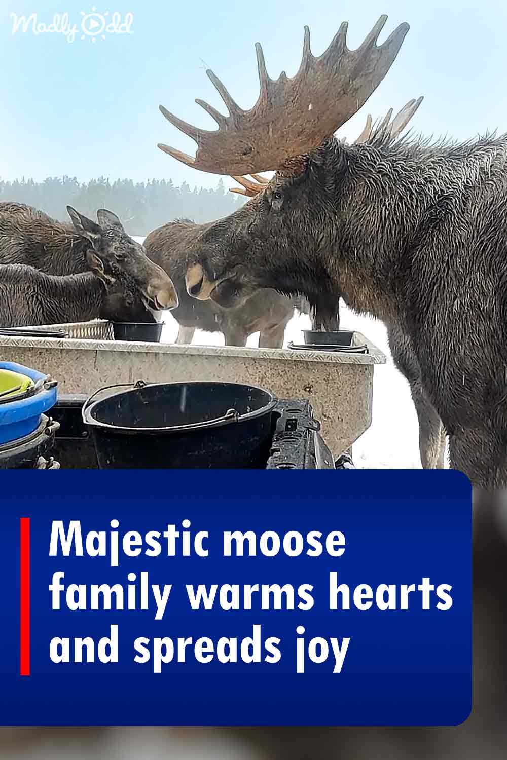 Majestic moose family warms hearts and spreads joy
