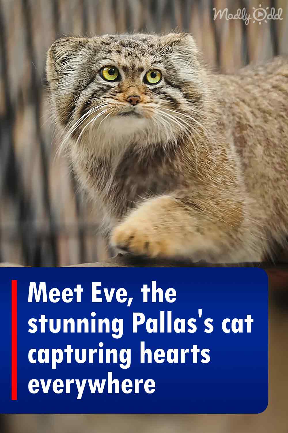 Meet Eve, the stunning Pallas\'s cat capturing hearts everywhere