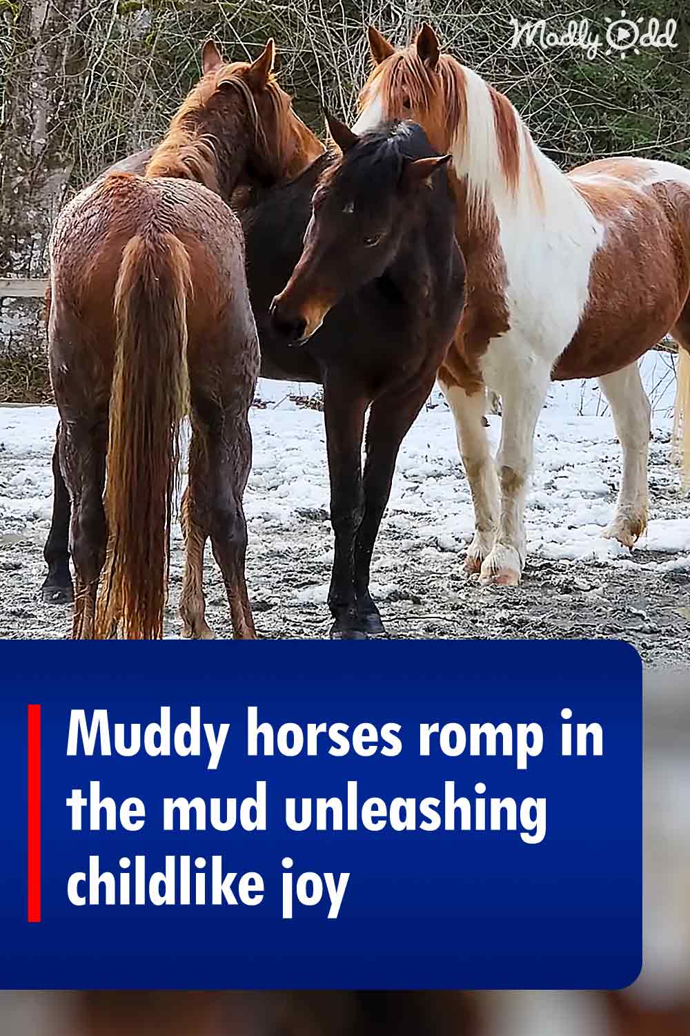 Muddy horses romp in the mud unleashing childlike joy