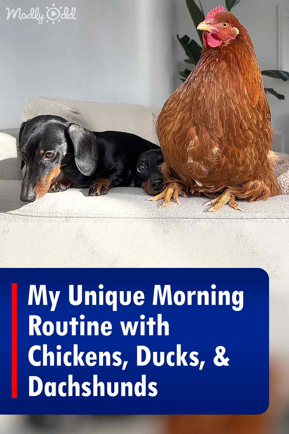 My Unique Morning Routine with Chickens, Ducks, & Dachshunds