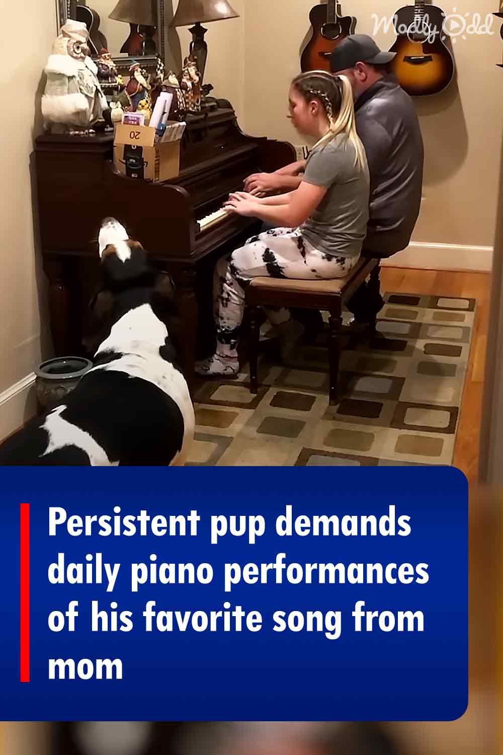 Persistent pup demands daily piano performances of his favorite song from mom