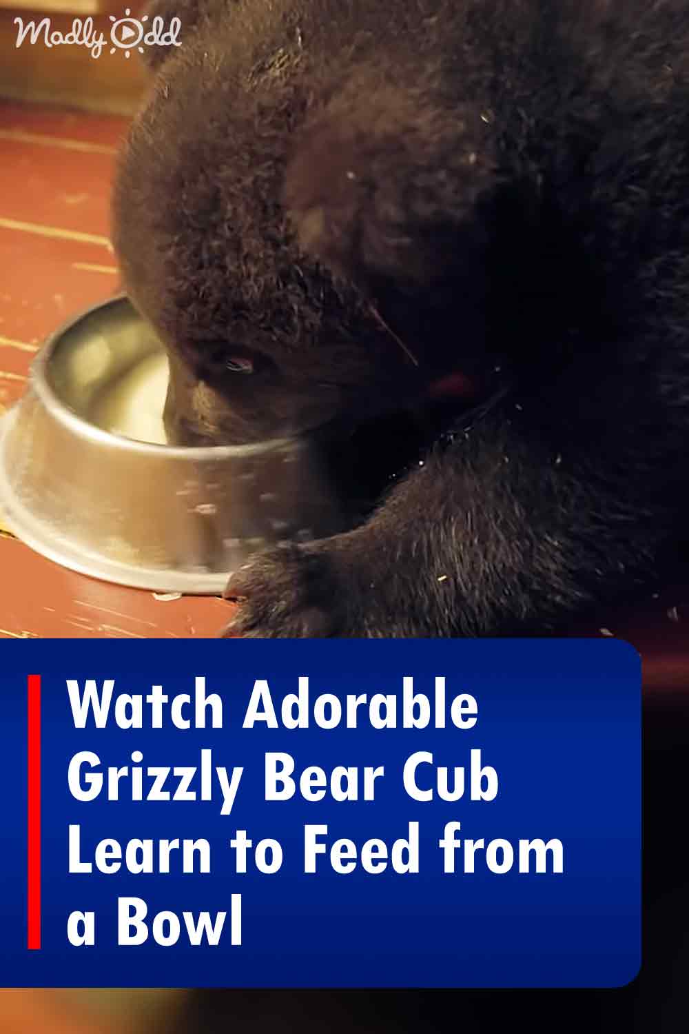 Watch Adorable Grizzly Bear Cub Learn to Feed from a Bowl