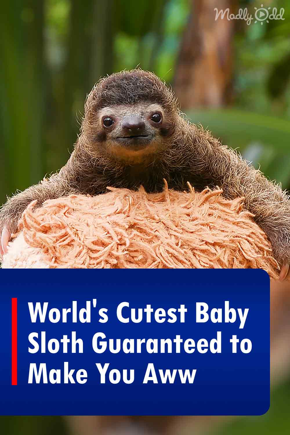 World\'s Cutest Baby Sloth Guaranteed to Make You Aww