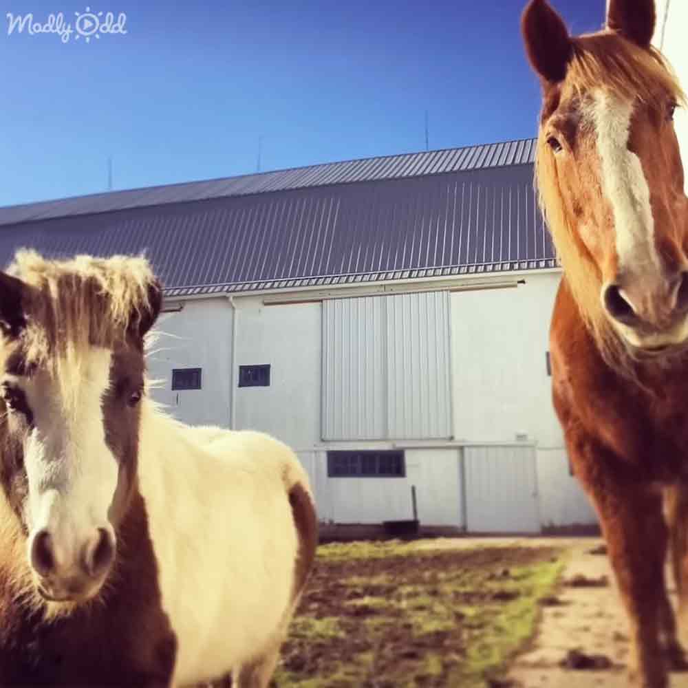Adorable Horses