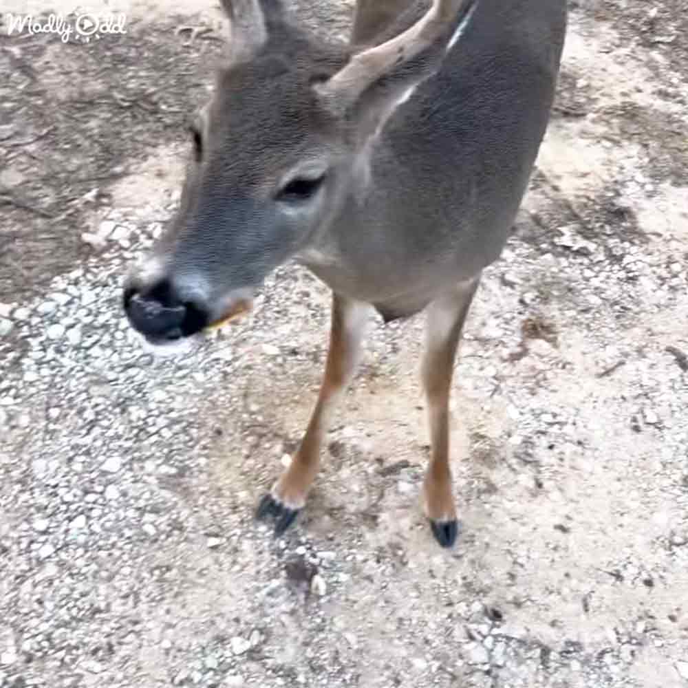 Adorable deer