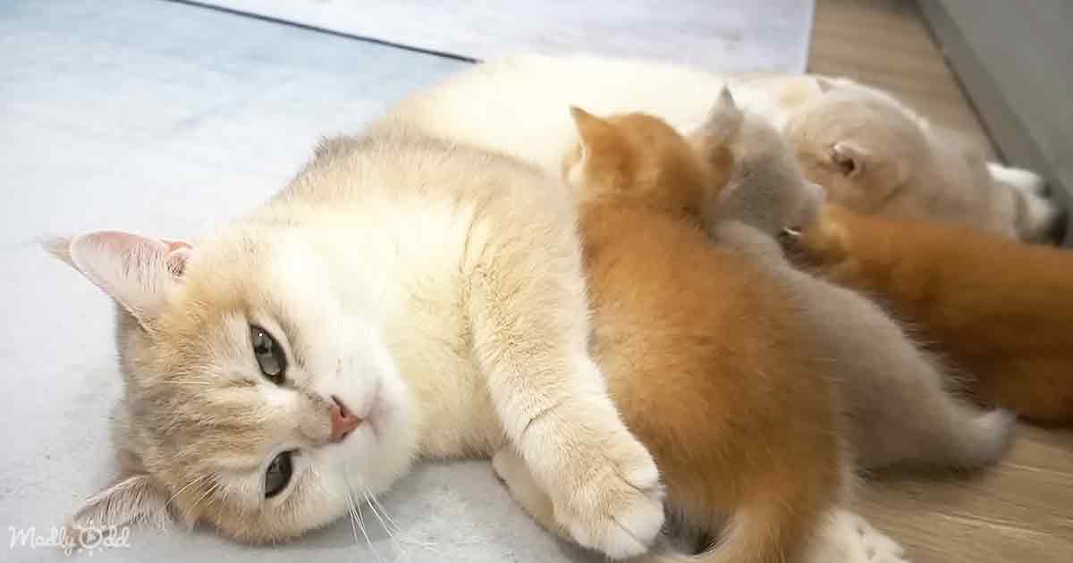 Momma cat and kittens