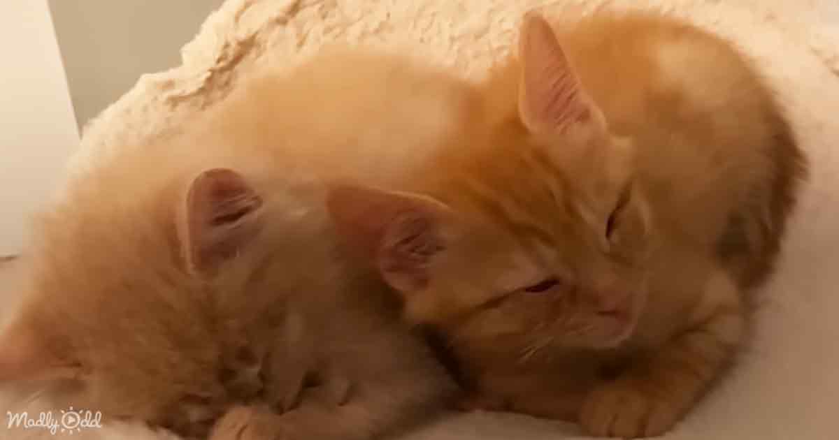 Rescued blind kittens