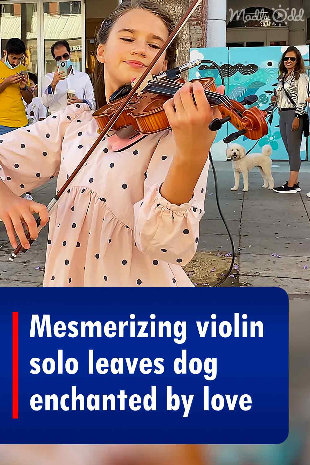 Mesmerizing violin solo leaves dog enchanted by love