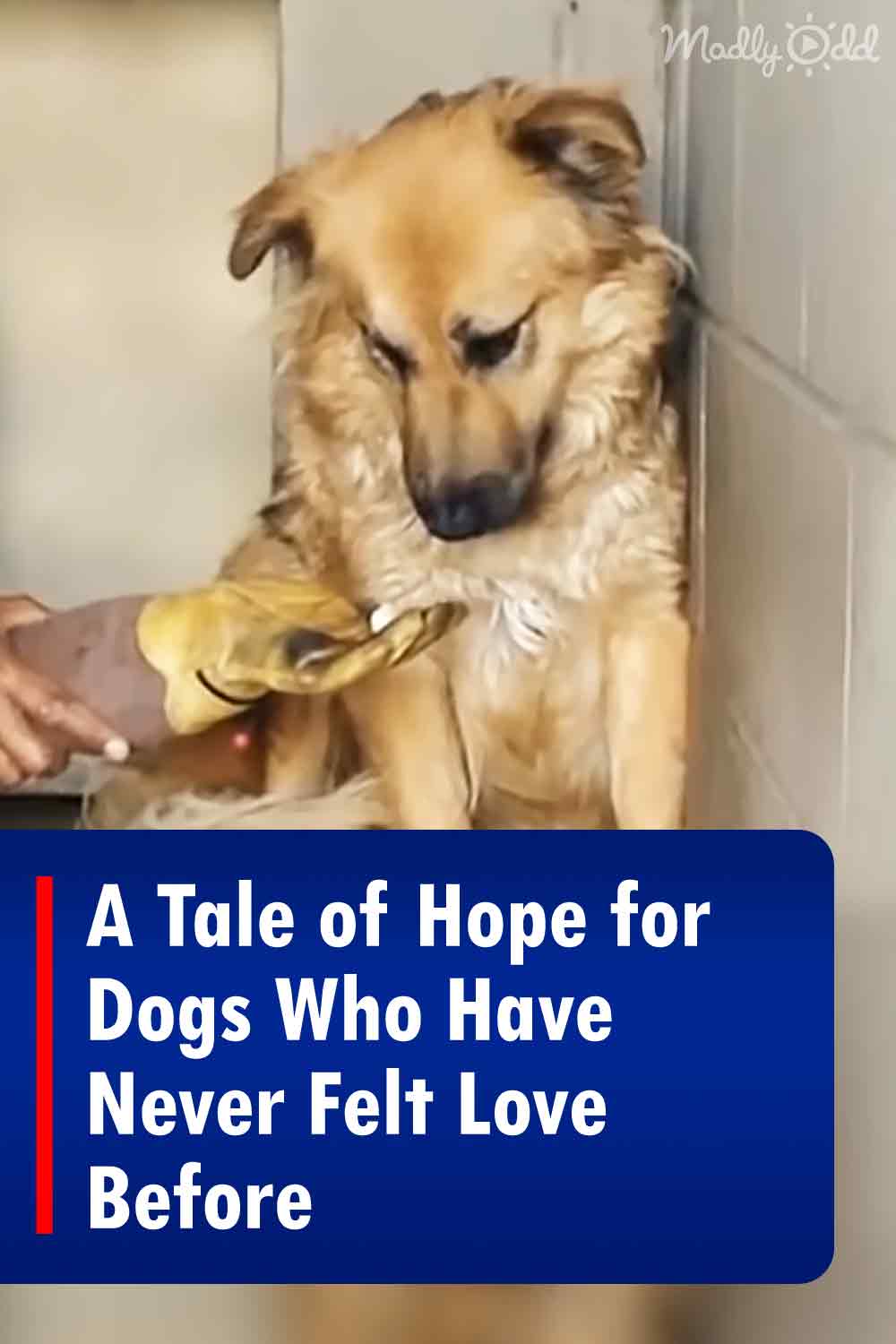 A Tale of Hope for Dogs Who Have Never Felt Love Before