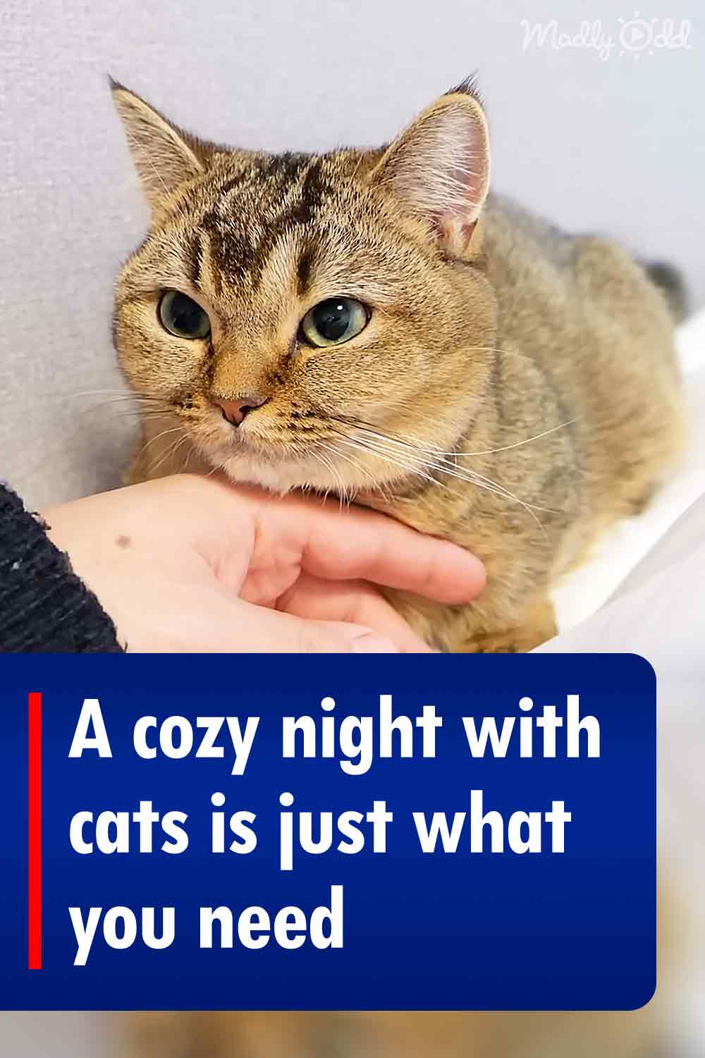 A cozy night with cats is just what you need