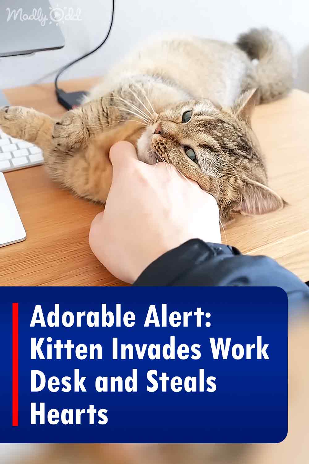 Adorable Alert: Kitten Invades Work Desk and Steals Hearts