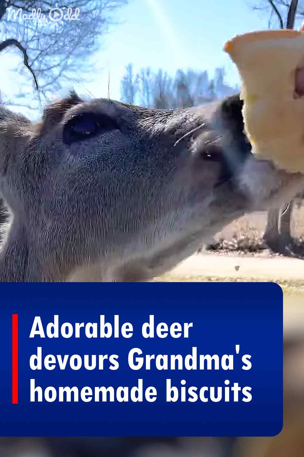 Adorable deer devours Grandma\'s homemade biscuits