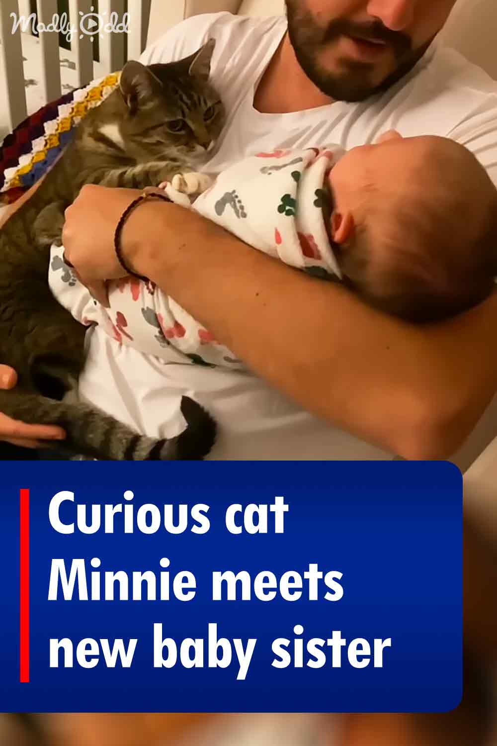 Curious cat Minnie meets new baby sister