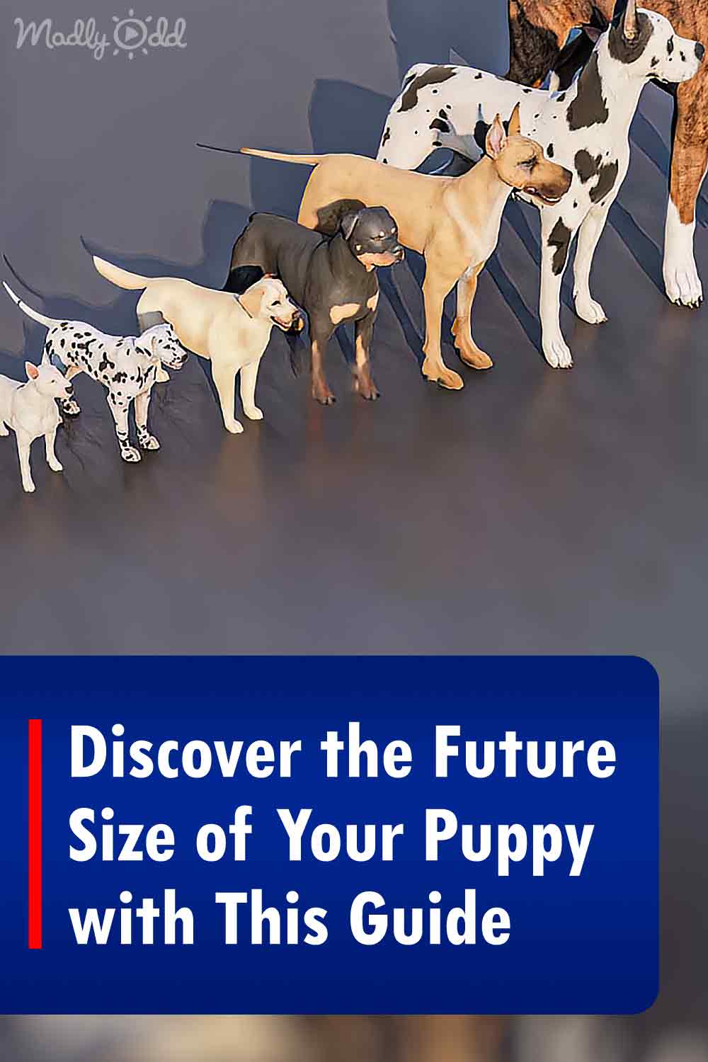 Discover the Future Size of Your Puppy with This Guide