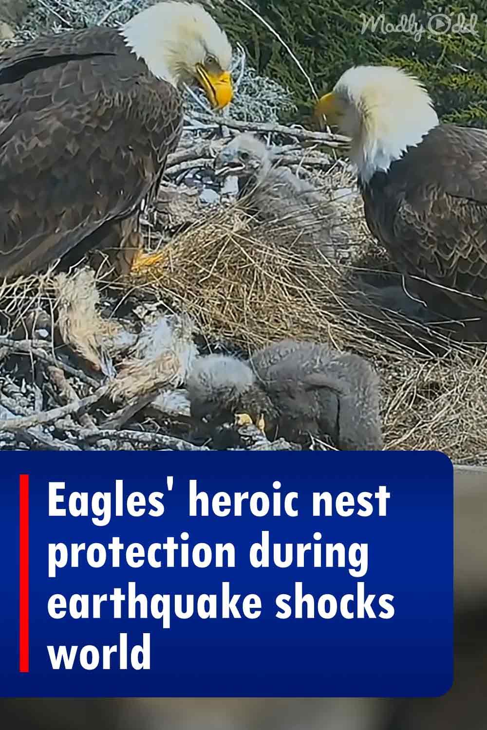 Eagles\' heroic nest protection during earthquake shocks world