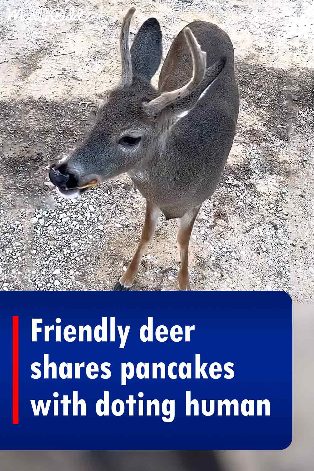 Friendly deer shares pancakes with doting human