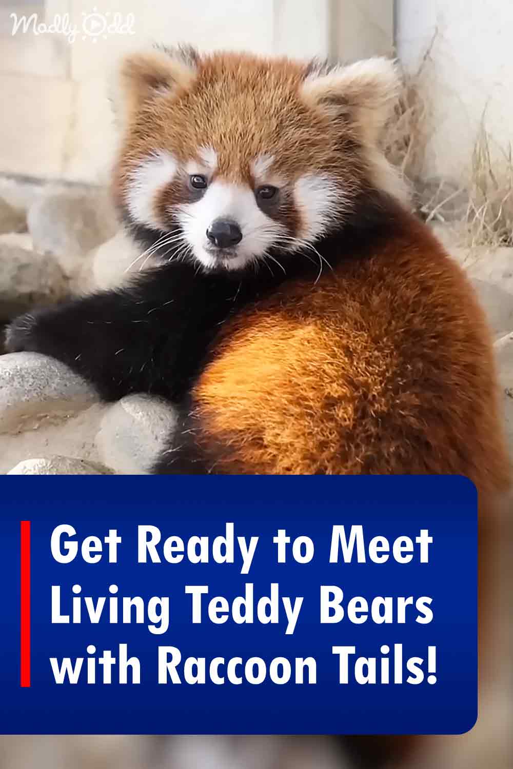 Get Ready to Meet Living Teddy Bears with Raccoon Tails!