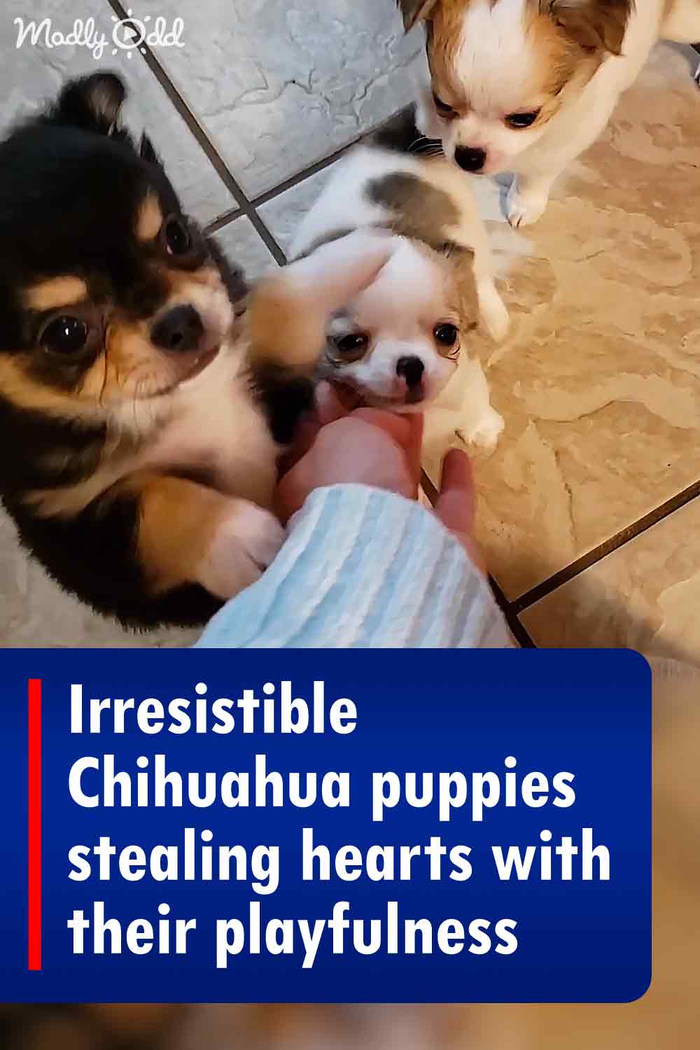 Irresistible Chihuahua puppies stealing hearts with their playfulness