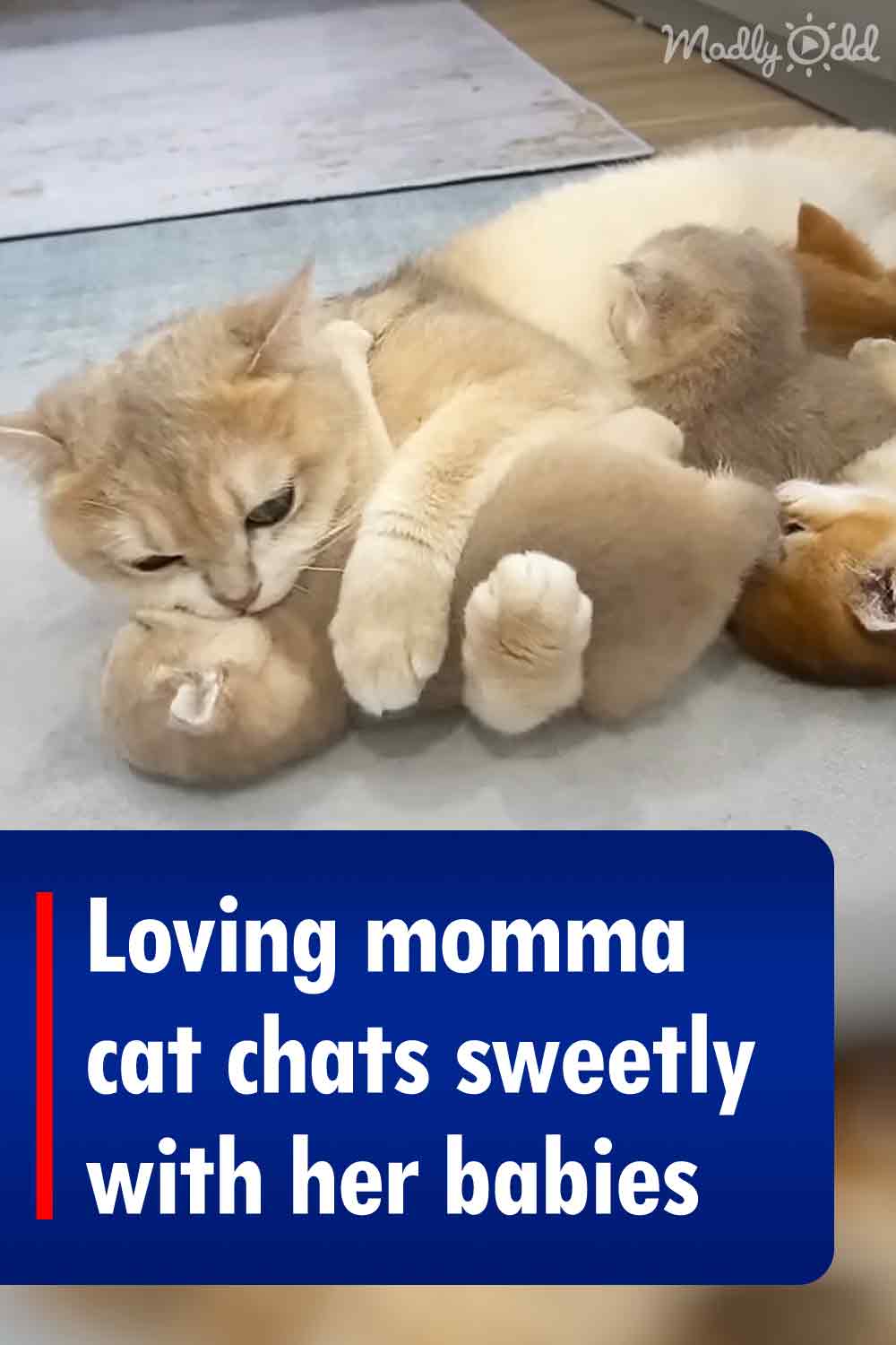 Loving momma cat chats sweetly with her babies
