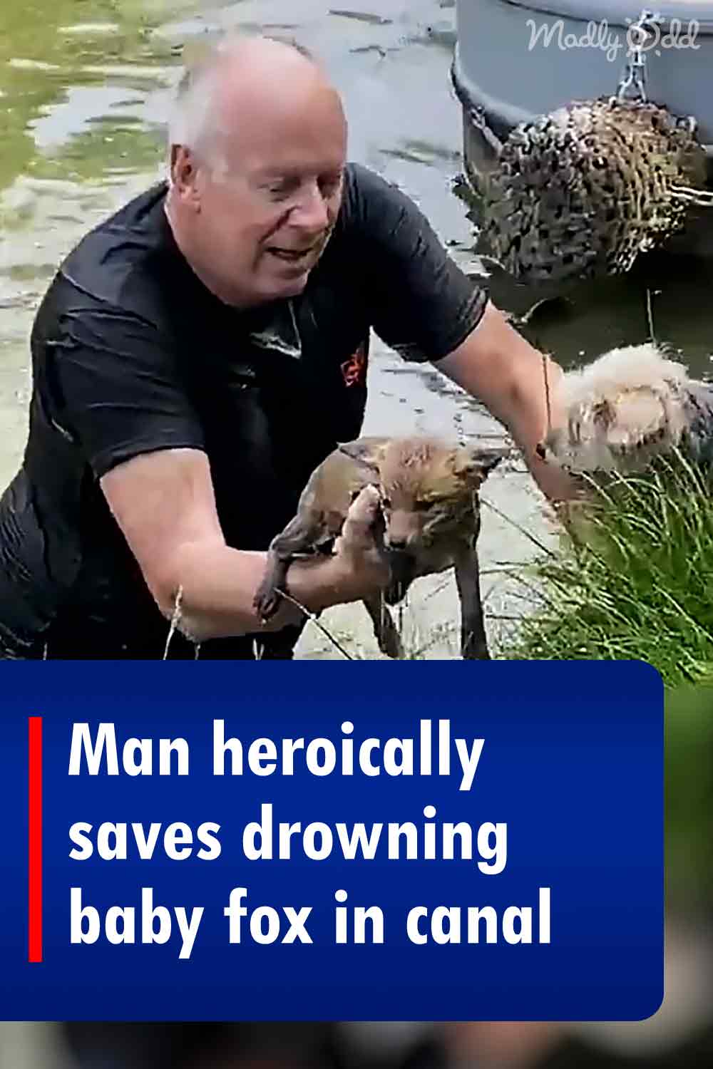 Man heroically saves drowning baby fox in canal