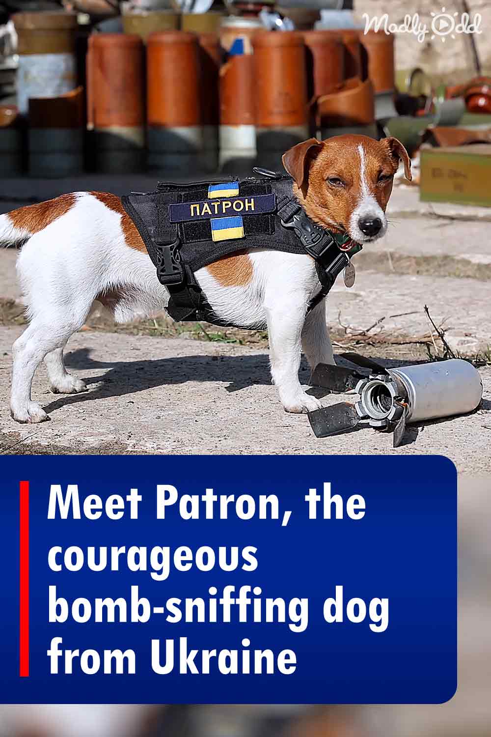 Meet Patron, the courageous bomb-sniffing dog from Ukraine