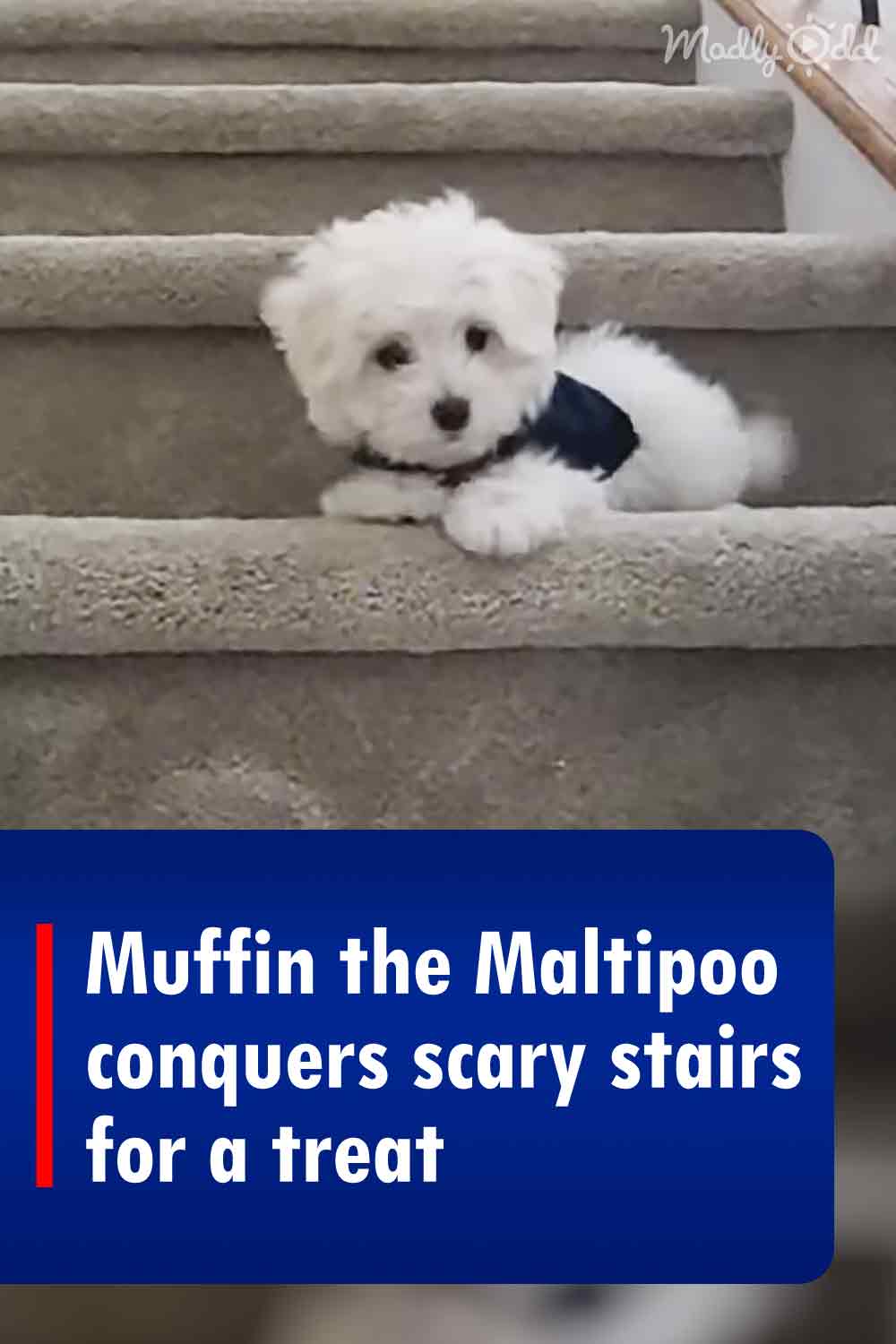 Muffin the Maltipoo conquers scary stairs for a treat