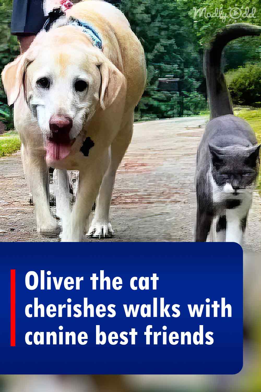 Oliver the cat cherishes walks with canine best friends
