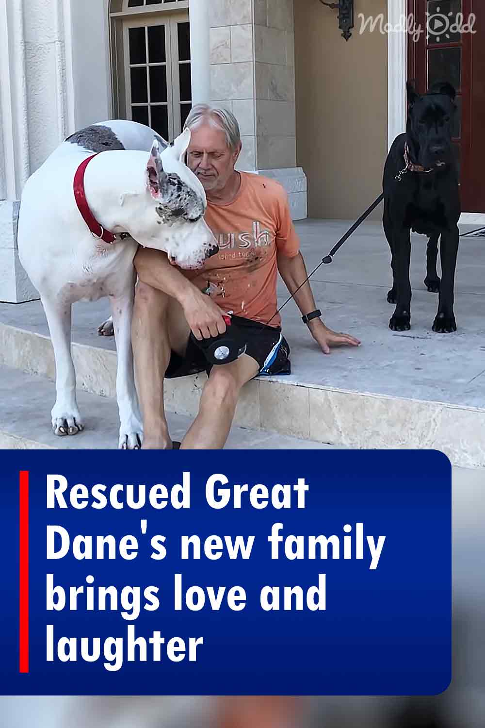 Rescued Great Dane\'s new family brings love and laughter